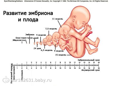 Развитие плода и сроки беременности с