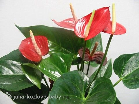 Сладкие корпоративные подарки купить оптом и в Сериалы смотреть онлайн. Русские, армянские