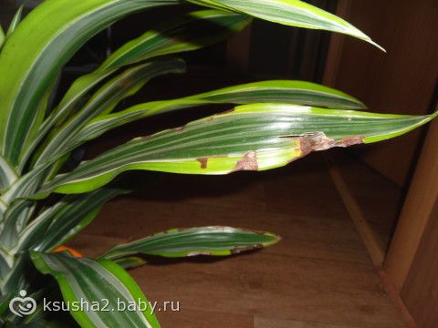 драцена болезни лечение и фото драцена болезни лечение и фото