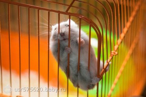 Джунгарики хомяки уход и содержание в домашних условиях Джунгарики хомяки уход и содержание в домашних