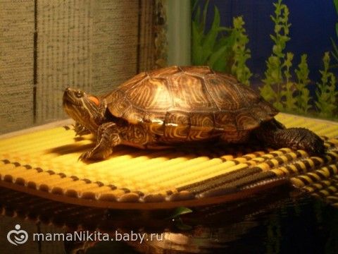 Как сделать мостик для красноухой черепахи Как сделать мостик для красноухой черепахи
