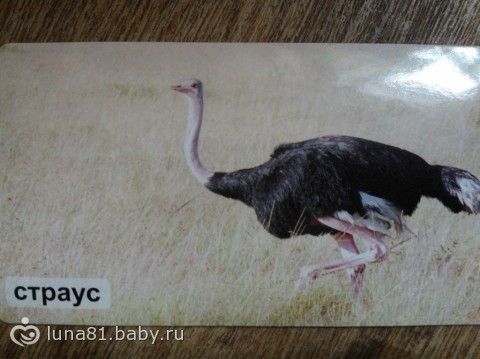 Страусиные перья поделки Страусиные перья поделки