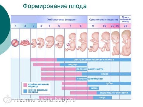 Режим дня беременность