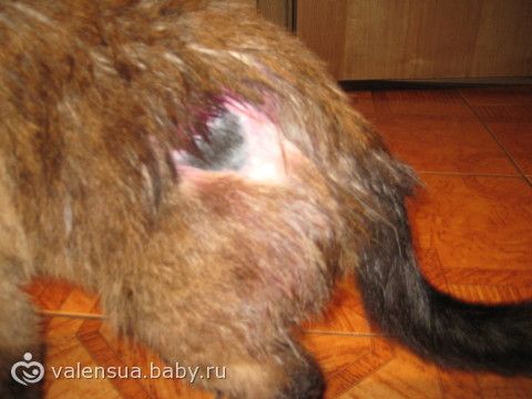 как быстро растет шерсть у кошки как быстро растет шерсть у кошки