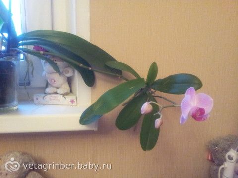Пожелания первому учителю в первом классе Пожелания первому учителю в первом классе