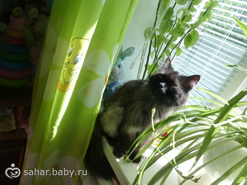 Котик мой заболел(