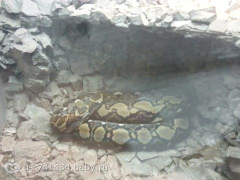 поход в зоопарк!