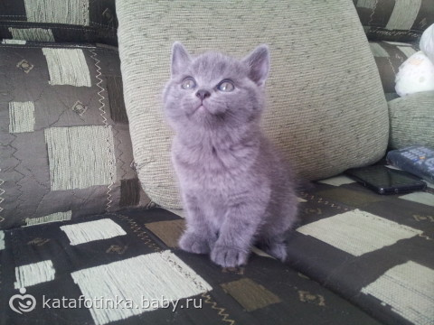 Продаю котят шотландцев