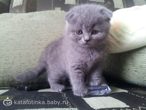 Продаю котят шотландцев