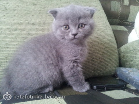 Продаю котят шотландцев