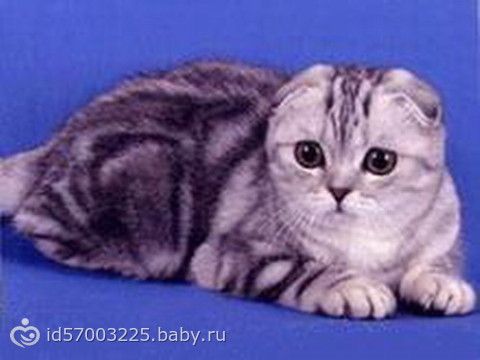 В некоторых странах наложен запрет на размножение вислоухих кошек! О__О