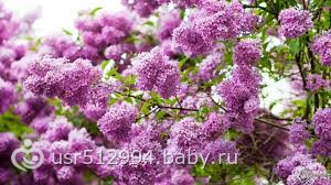 Флешмоб