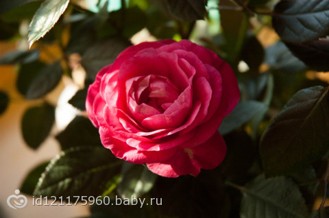 Фотопроект 365 ДЕНЬ 11,12,13