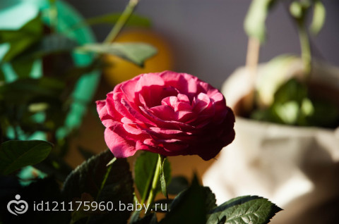 Фотопроект 365 ДЕНЬ 11,12,13