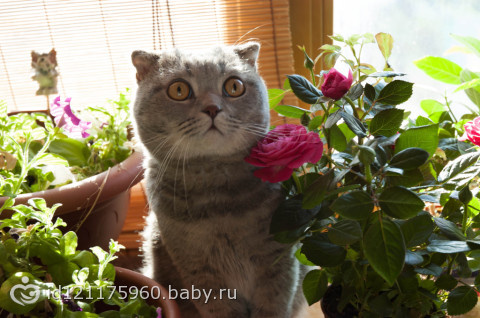Фотопроект 365 ДЕНЬ 11,12,13