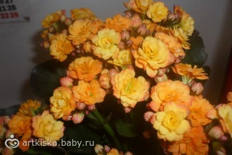 Что за цветок кордилина Что за цветок кордилина
