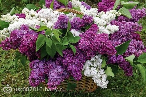 Сирень и 5 видов болезней, которые она помогает вылечить.