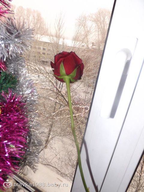 Розы