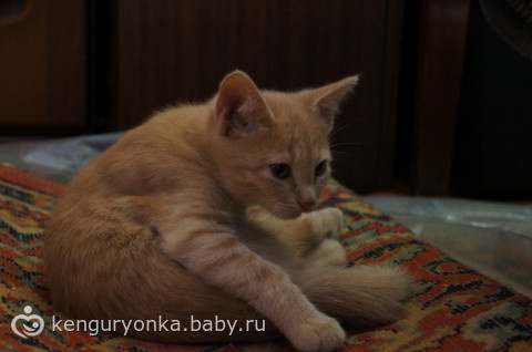 Котята в дар. Москва