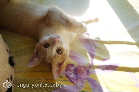 Котята в дар. Москва