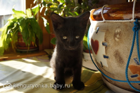 Котята в дар. Москва