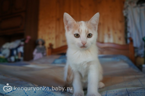 Котята в дар. Москва
