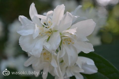 Отметили годовщину свадьбы (фото)