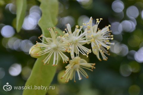 Отметили годовщину свадьбы (фото)