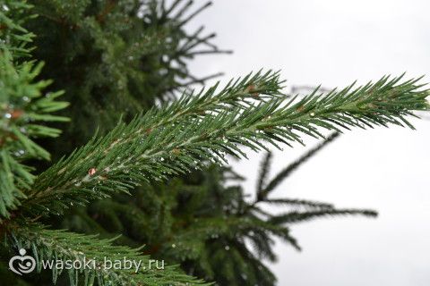 Отметили годовщину свадьбы (фото)