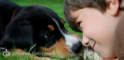 Игрушки для любимого питомца, как выбрать.