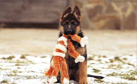 Игрушки для любимого питомца, как выбрать.