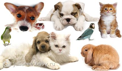 Содержание и уход за домашними животными