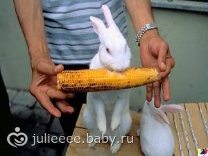 Содержание и уход за домашними животными