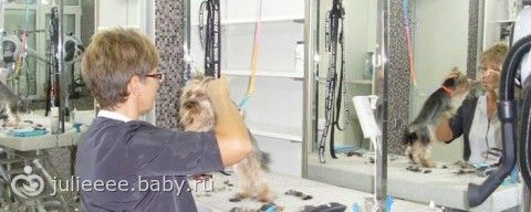 Содержание и уход за домашними животными