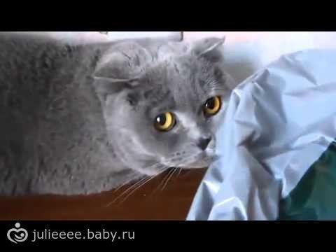 Содержание и уход за домашними животными