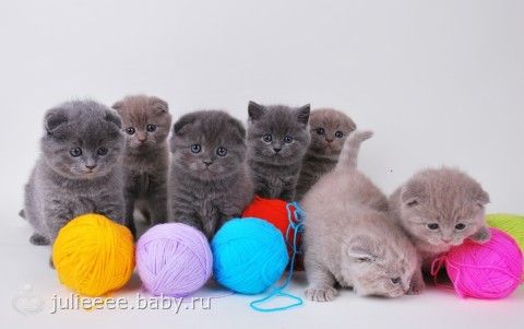 Содержание и уход за домашними животными