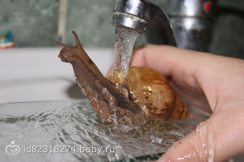 у нас пополнение)