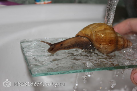 у нас пополнение)