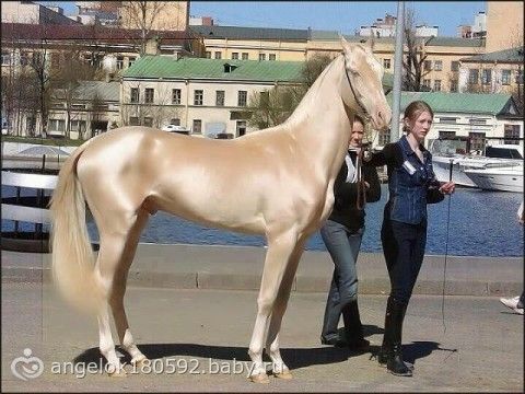 Самая высокая лошадь в мире фото