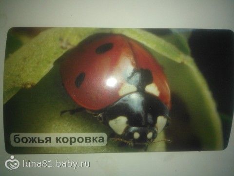 Божья коровка ил уже хочется лета!