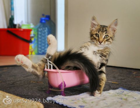 Кототема