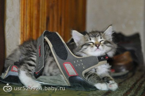 Кототема