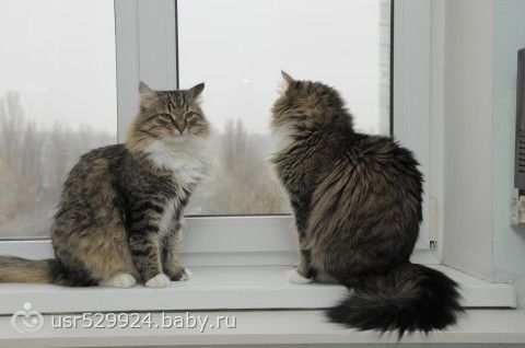 Кототема