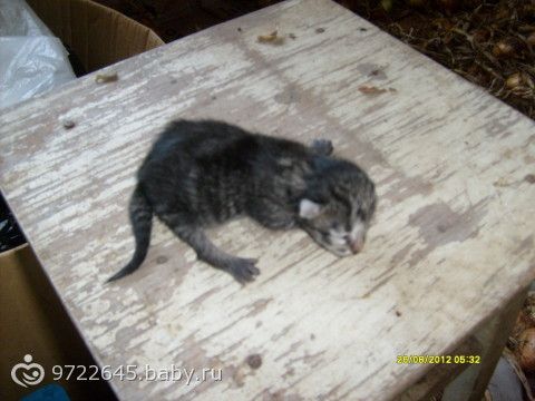 Котики дома фото Котики дома фото