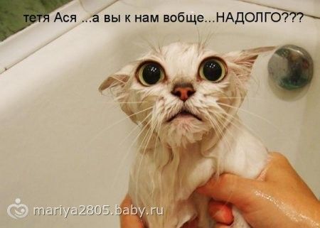 Сонные котики картинки смешные