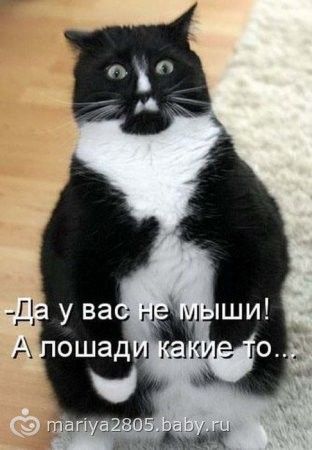 Смешные котики